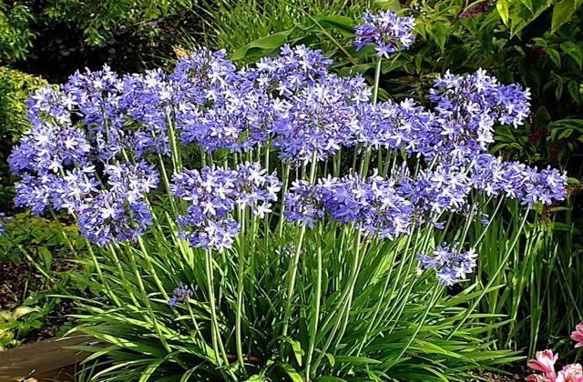Agapanthus Bed And Breakfast Hoogkarspel Buitenkant foto